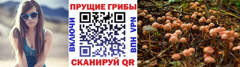 где можно купить   Сысерть  Псилоцибиновые грибы мицелий 